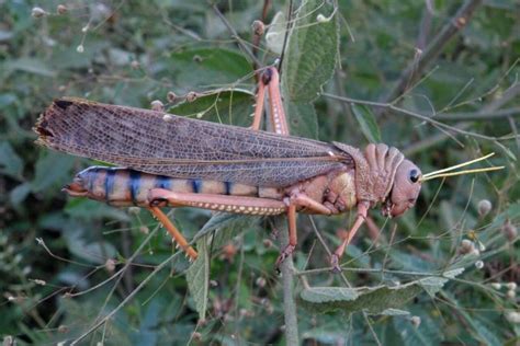 insects in the philippines|Iba pa.